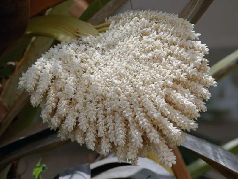 گرد نخل لیان مارکت