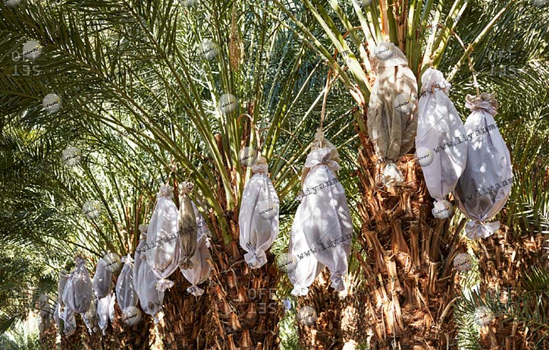 آیا می دانید گرد نخل چه فوایدی دارد؟