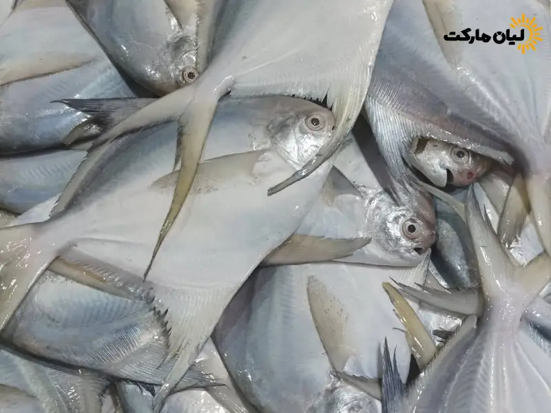 ماهی حلوا سفید | بسته پنج کیلویی - Image 3