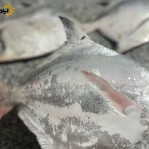 ماهی حلوا سفید | بسته پنج کیلویی