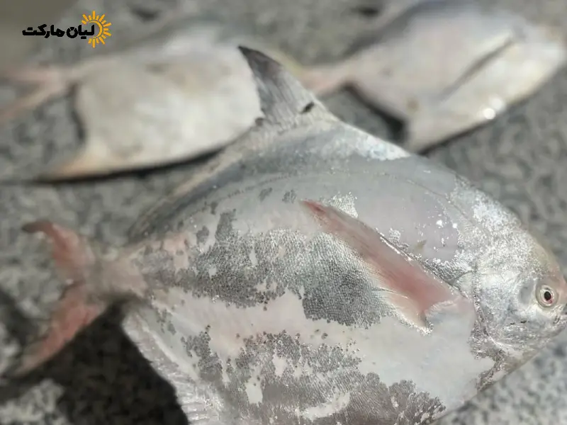 ماهی حلوا سفید | بسته پنج کیلویی - Image 2