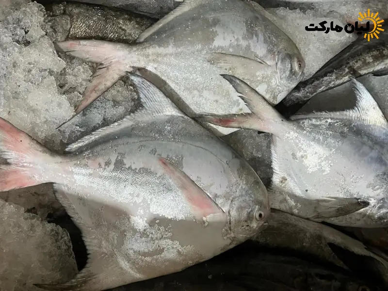 ماهی حلوا سفید | بسته پنج کیلویی - Image 4