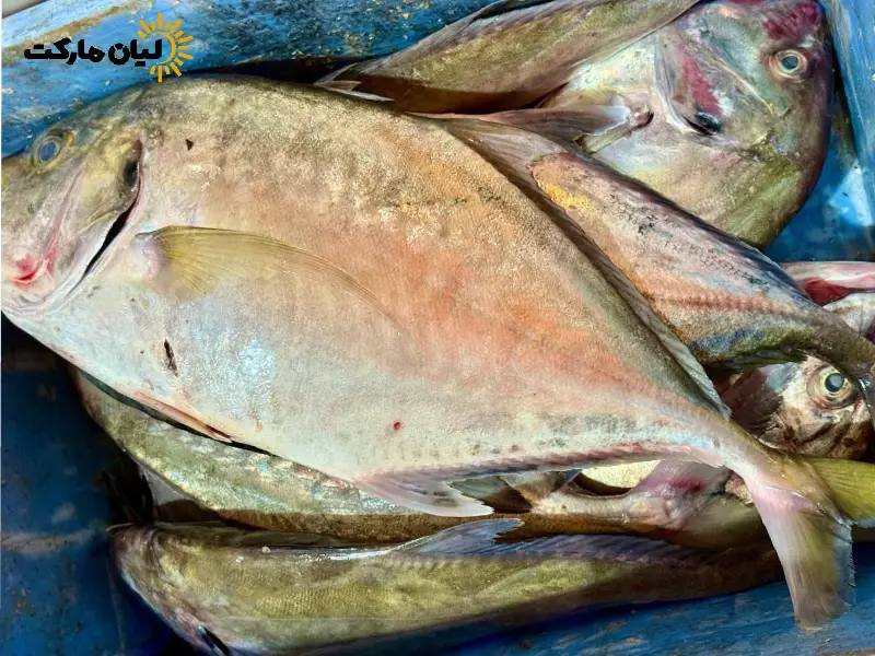 ماهی جش سفید | بسته پنج کیلویی - Image 2