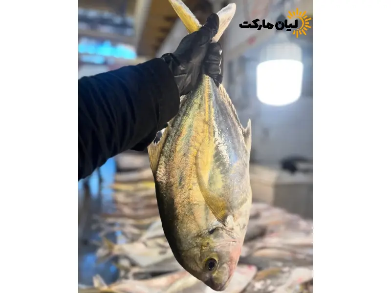 ماهی جش سفید