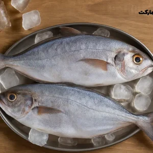 ماهی حلوا بوشهر