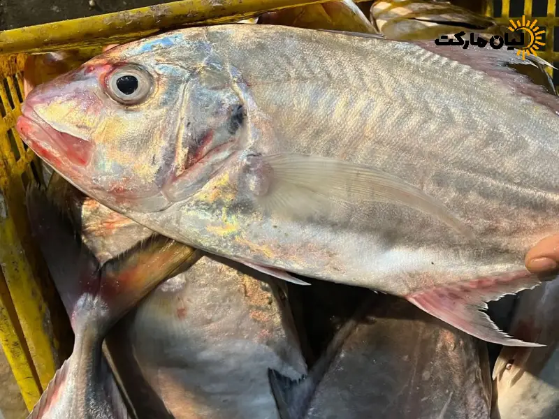 ماهی جش سفید | بسته پنج کیلویی - Image 5