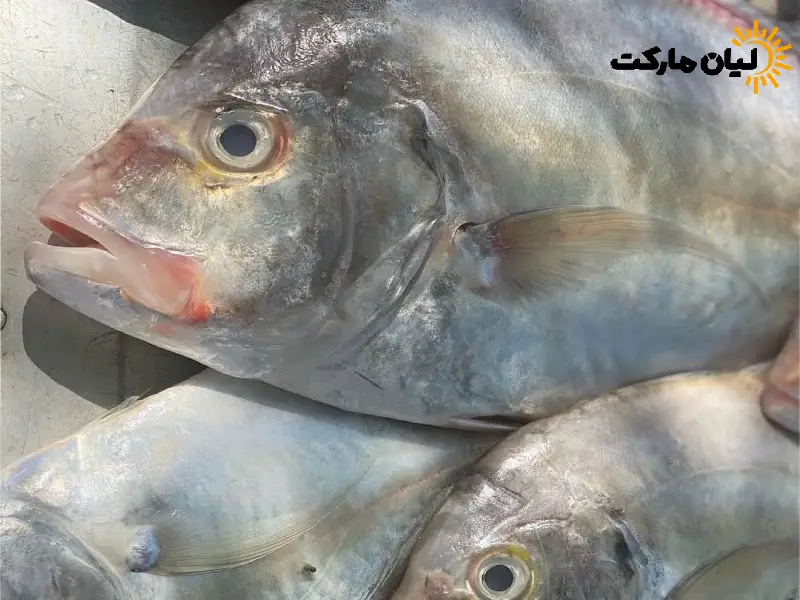 ماهی جش سفید | بسته پنج کیلویی - Image 3