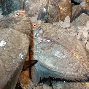 ماهی حلوا سیاه