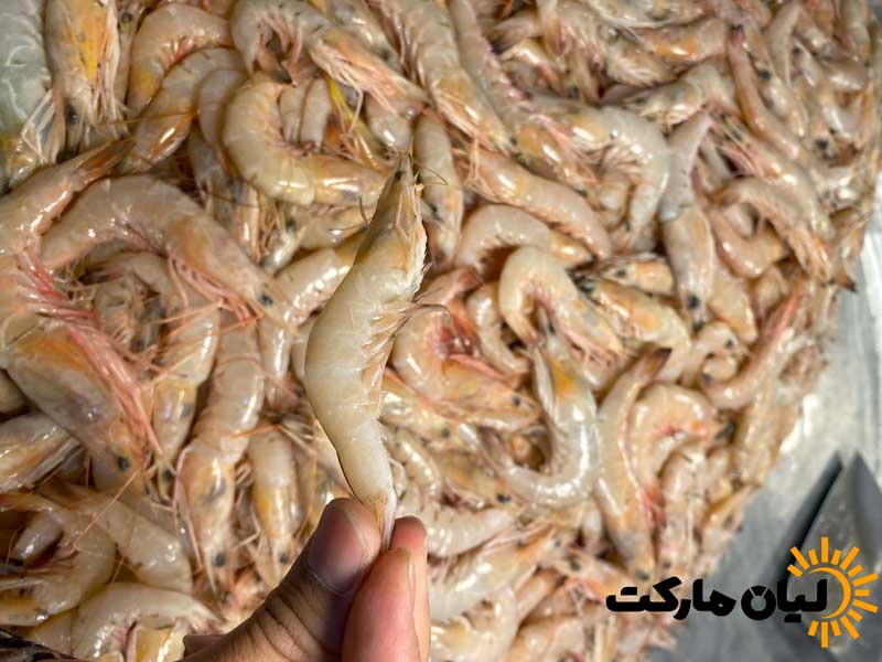 میگو سرتیز بوشهر سایز 100-120 تازه صید روز