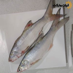 عکس ماهی راشگو تازه بوشهر – نمای کامل از بالا