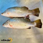 «عکس ماهی سی‌بس تازه بوشهر – دو عدد ماهی باراماندی کامل روی میز»