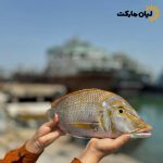 نمای کامل ماهی شعری تازه از بغل که در دست گرفته شده و جزئیات پوست ماهی مشخص است